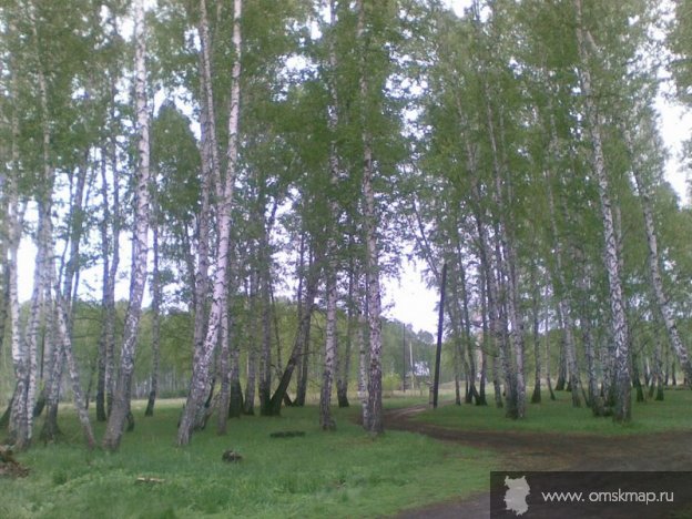 Березы Березы