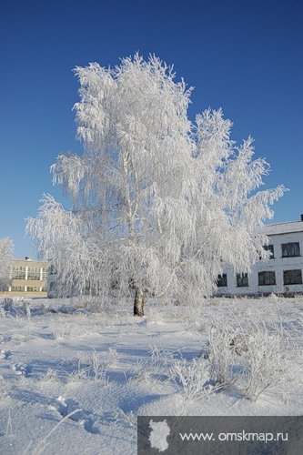 Белая береза