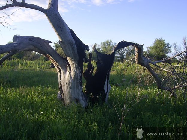 коряга коряга