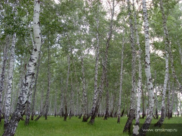 Крутинский лесхоз