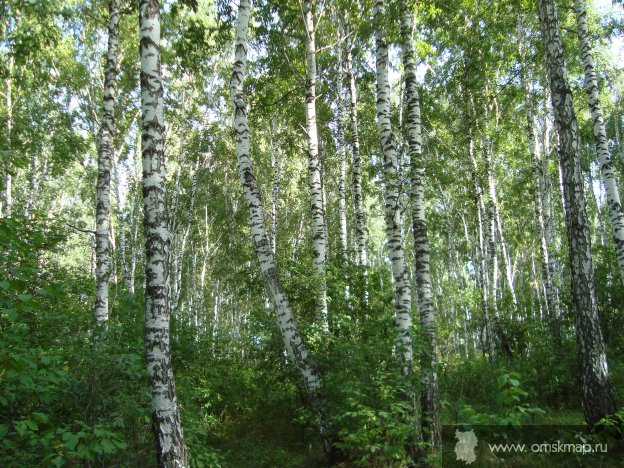 Нет ничего краше русских берёзок Нет ничего краше русских берёзок