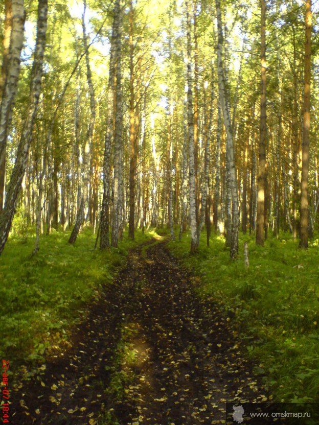 Лес Лес