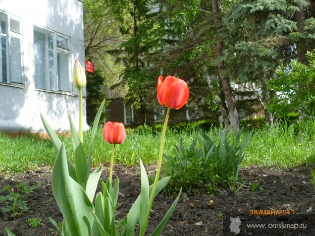 Тюльпаны в мае Тюльпаны в мае