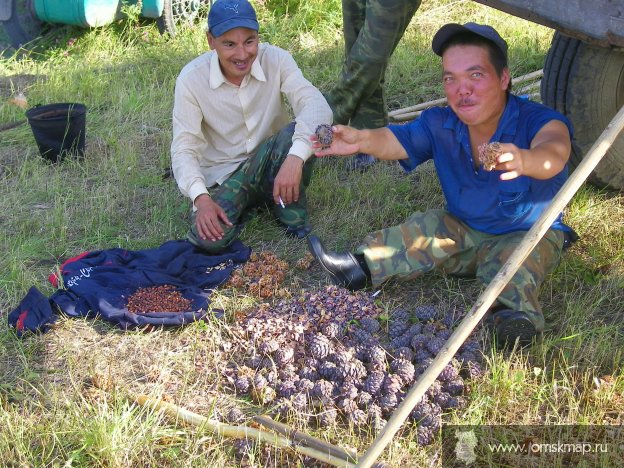 Шишки-Кедровые.