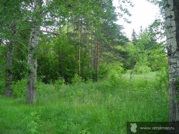 Лето в парке Лето в парке