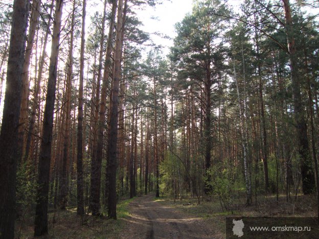 Дорога в бору Дорога в бору