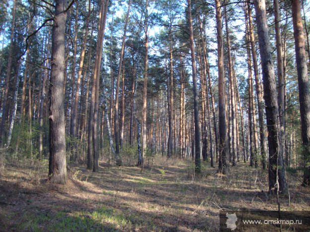 В солнечном бору