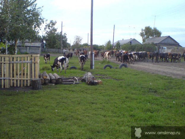 Коровы возвращаются Коровы возвращаются