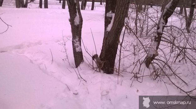 Лесная жизнь в городских джунглях Лесная жизнь в городских джунглях