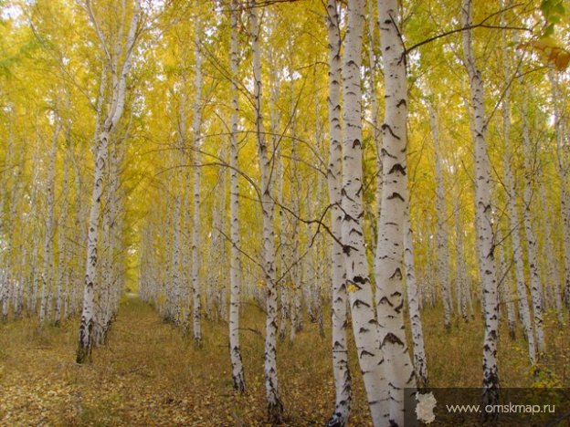 Осень золотая. 2008 год.