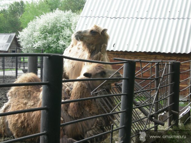 Верблюды