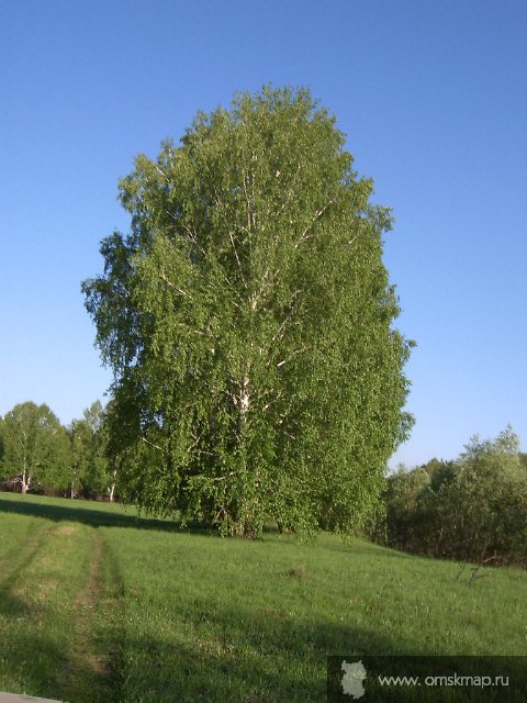 Береза на берегу Тары. Береза на берегу Тары.